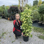 Ambrovník styraxový (Liquidambar Styraciflua) ´VARIEGATA´ - výška 110-130 cm, kont. C10L